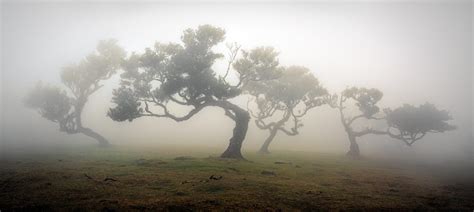 Foggy Forest Event Madeira 